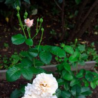 Розы в саду :: Татьяна Руденко