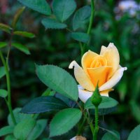 Розы в саду. :: Татьяна Руденко