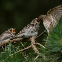 Завтрак птенцов серой мухоловки :: Светлана Григорьева