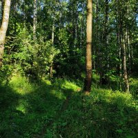 Лесными дорожками :: Андрей Лукьянов