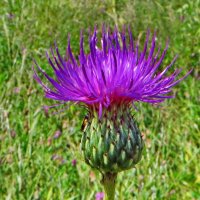 Бодяк серый. Cirsium canum :: ivan 