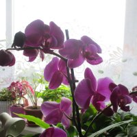 Моя орхидея. :: Зинаида 