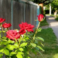 Розы вдоль дорожки :: Татьяна Смоляниченко
