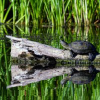 Речная черепаха. :: Yuri Chudnovetz