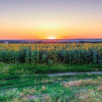 У поля с подсолнухом.. :: Юрий Стародубцев