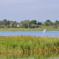 Белая цапля...Полёт...Медленно летит. :: Андрей Хлопонин