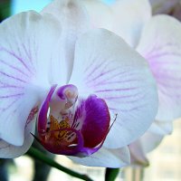 Орхидея. :: ANNA POPOVA