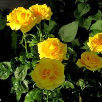 Любимые жёлтые розы! :: Нина Бутко