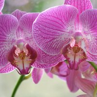 Изящная орхидея. :: zoja 