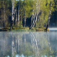 Весна берёзовая..... :: Юрий Цыплятников