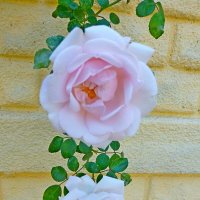 Время цветения роз :: Raduzka (Надежда Веркина)