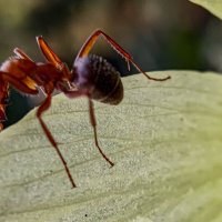 муравьшка-хвастунишка :: жанна janna