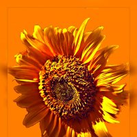 солнечный цветок по фото РИММА МОЛОДЧЕНКО :: Владимир Хатмулин