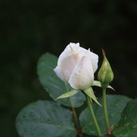 Белая роза :: Cергей Кочнев