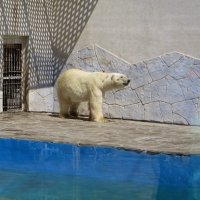 Один из белых медведей :: Татьяна Смоляниченко