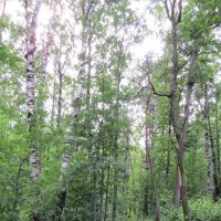 Тропинка в лесу :: Вера Щукина