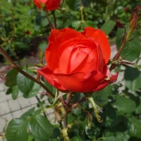 Розы в августе :: Наиля 