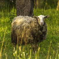 "Бедная " овечка :: оксана 