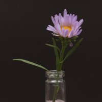 Цветок в вазе. :: Андрей 