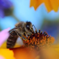 Пчела :: Наталья Бугримова