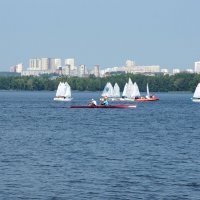 Птенчики встают на крыло :: Наталья Т