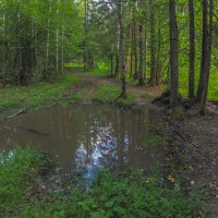 По Лесным Дорожкам :: юрий поляков