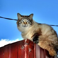 Коте :: Игорь Корф