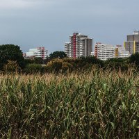 Там за кукурузой видно наше "село" :: Alexander Andronik