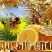 Вкушайте мёд и будете здоровы :: Nikolay Monahov