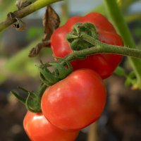fresh tomatoes :: Zinovi Seniak