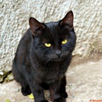 Международный день черного кота :: Андрей Заломленков