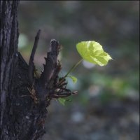 Сила жизни :: Александр Тарноградский