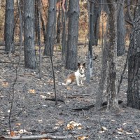 Собака заблудилась в горелом лесу :: Gen Vel