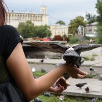 Навязчивые голуби :: Валерий Михмель 