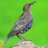 Обыкновенный скворец(Sturnus vulgaris) :: Иван 