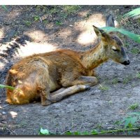 МАЛЫШ ОТДЫХАЕТ :: Анатолий Восточный