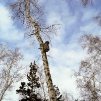 Когда деревья были большими :: Сергей Царёв