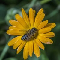 Пчелка на медосборе :: gribushko грибушко Николай