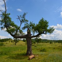 Могущественное дерево. :: Александра Турбина