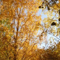Золотая осень. :: Александра Турбина