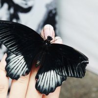 Butterfly :: worldbridger 