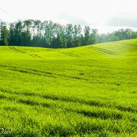 Поле :: Артур Озол