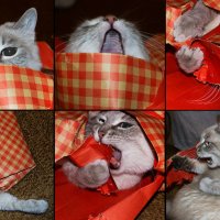 Кошки они как женщины, тоже любят подарки! :: Вадим Нечаев