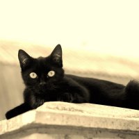 Черный кот :: Tanya Temyaya 