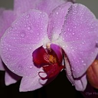 Orchid :: Olga Moskvitina