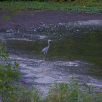 Цапля ,скоро в полет :: Николай 