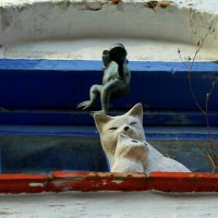 The cats :: Денис Шамов