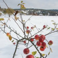 яблоки на снегу :: Богдан Вовк