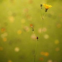 A Yellow Flower :: Ильгам Кильдеев