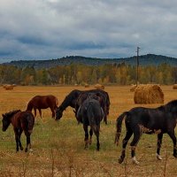 Лошадки :: Наталья Юрова